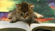 Kitten 'reading' a book.