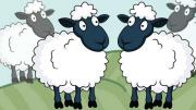 cartoon of nearly identical sheep