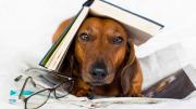 Photo of a tired looking dog hiding under a book with glasses nearby.