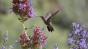 Photo of brown hummingbird feeding on sage flowers.