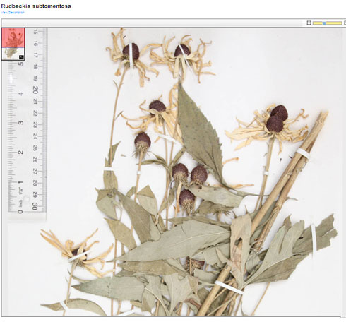 Image of Sweet Coneflower from the Butler University's Friesner Herbarium